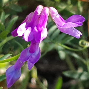 Photographie n°2580149 du taxon Vicia cracca L.