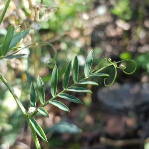 Photographie n°2580151 du taxon Vicia cracca L.