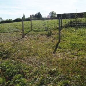 Photographie n°2580160 du taxon Spiranthes spiralis (L.) Chevall. [1827]