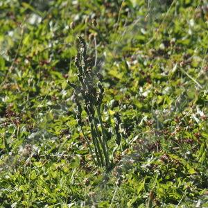 Photographie n°2580163 du taxon Spiranthes spiralis (L.) Chevall. [1827]