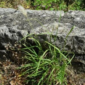 Photographie n°2580165 du taxon Bothriochloa barbinodis (Lag.) Herter