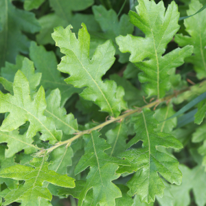 Photographie n°2580178 du taxon Quercus cerris L.