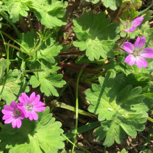 Photographie n°2580190 du taxon Geranium molle L. [1753]