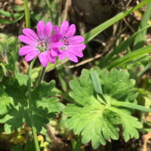 Photographie n°2580191 du taxon Geranium molle L. [1753]