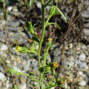 Photographie n°2580195 du taxon Dittrichia graveolens (L.) Greuter