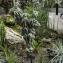 Cereus peruvianus (L.) Mill. [nn5482] par Claude Viquesnel le 13/09/2023 - Vancouver
