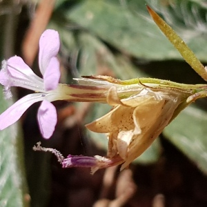 Photographie n°2580226 du taxon Petrorhagia prolifera (L.) P.W.Ball & Heywood