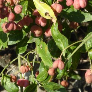 Photographie n°2580259 du taxon Euonymus europaeus L. [1753]