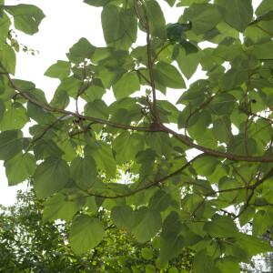 Photographie n°2580449 du taxon Paulownia tomentosa (Thunb.) Steud. [1841]