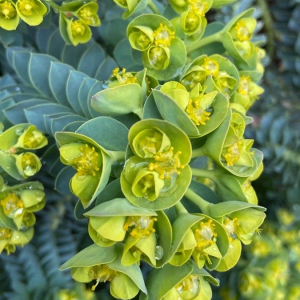 Euphorbia myrsinites