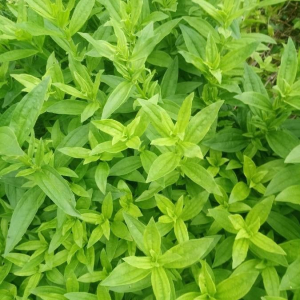 Saponaria officinalis