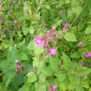 Silene dioica