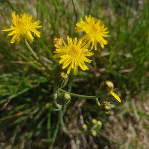 Crepis tectorum