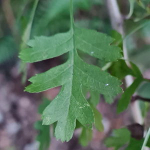 Crataegus rhipidophylla