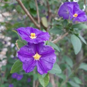 Solanum laciniatum