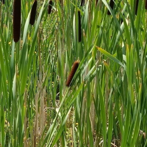 Typha angustifolia