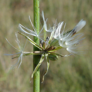 Photographie n°2685697 du taxon Chondrilla juncea L.