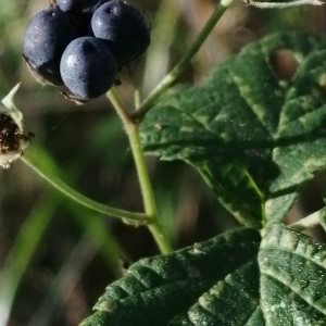 Photographie n°2689908 du taxon Rubus caesius L.