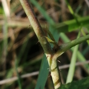 Photographie n°2689911 du taxon Rubus caesius L.