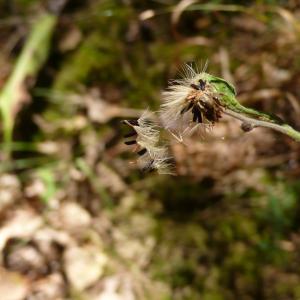 Photographie n°2719800 du taxon Hieracium virgultorum Jord. [1848]