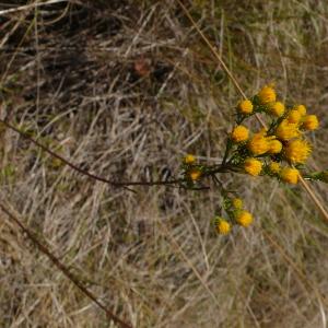 Photographie n°2720306 du taxon Galatella linosyris var. linosyris