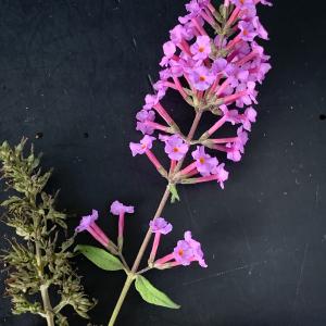 Photographie n°2723705 du taxon Buddleja davidii Franch. [1887]