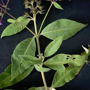 Photographie n°2723706 du taxon Buddleja davidii Franch. [1887]