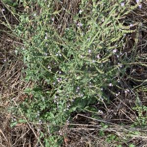 Photographie n°2724189 du taxon Verbena officinalis L. [1753]