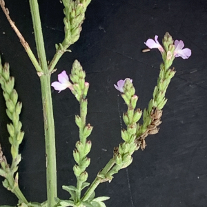 Photographie n°2724196 du taxon Verbena officinalis L. [1753]