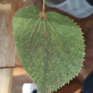 Photographie n°2726505 du taxon Tilia europaea subsp. parvifolia Ehrh. [1780]