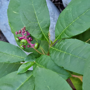  - Phytolacca americana L. [1753]