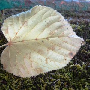 Photographie n°2746373 du taxon Tilia platyphyllos Scop. [1771]