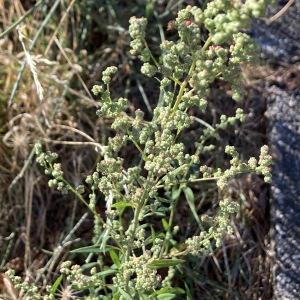 Photographie n°2746387 du taxon Atriplex patula L.