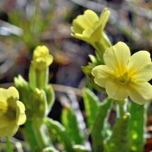 Photographie n°2746388 du taxon Primula elatior (L.) Hill [1765]