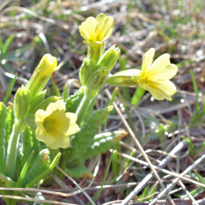 Photographie n°2746389 du taxon Primula elatior (L.) Hill [1765]