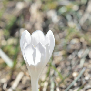 Photographie n°2746393 du taxon Crocus vernus (L.) Hill [1765]