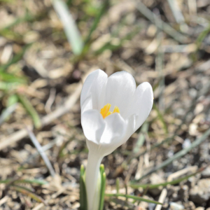 Photographie n°2746395 du taxon Crocus vernus (L.) Hill [1765]