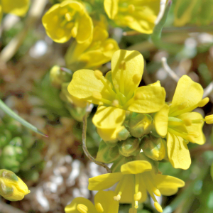  - Draba aizoides L. [1767]