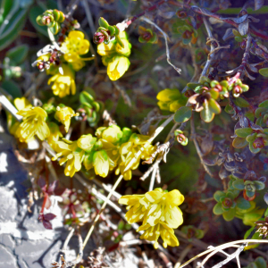  - Draba aizoides L. [1767]