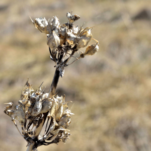 Photographie n°2746411 du taxon Gentiana lutea L. [1753]