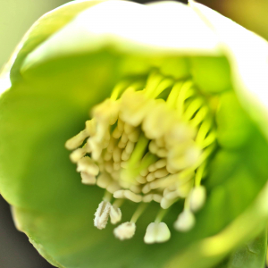 Photographie n°2746414 du taxon Helleborus foetidus L. [1753]