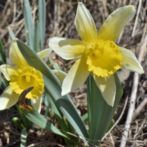 Photographie n°2746422 du taxon Narcissus bicolor L. [1762]