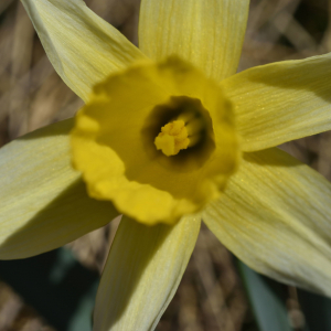 Photographie n°2746424 du taxon Narcissus bicolor L. [1762]