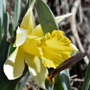 Photographie n°2746425 du taxon Narcissus bicolor L. [1762]