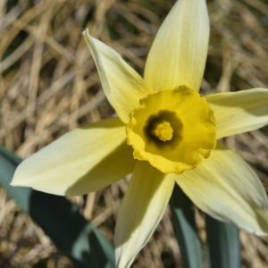 Photographie n°2746426 du taxon Narcissus bicolor L. [1762]