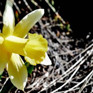 Photographie n°2746427 du taxon Narcissus bicolor L. [1762]
