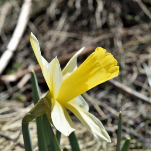 Photographie n°2746428 du taxon Narcissus bicolor L. [1762]