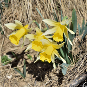 Photographie n°2746431 du taxon Narcissus bicolor L. [1762]