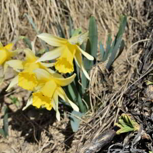 Photographie n°2746432 du taxon Narcissus bicolor L. [1762]
