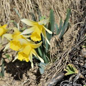 Photographie n°2746433 du taxon Narcissus bicolor L. [1762]